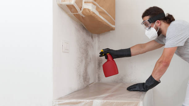 Professional Mold Remediation technician working in Machias, WA