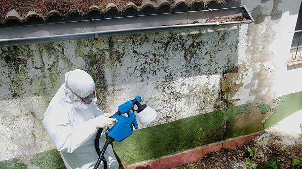 Top rated local Mold Remediation specialists in Machias, WA
